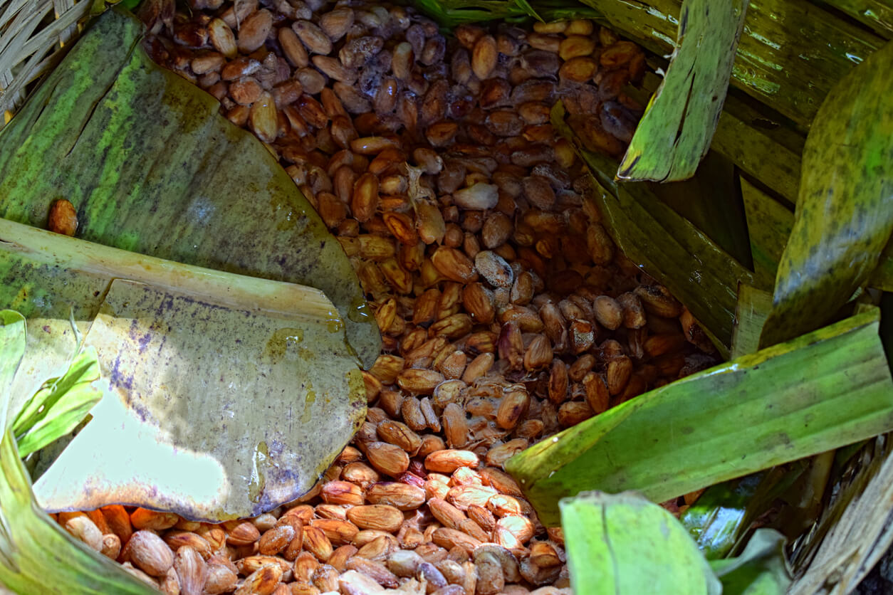 Kakaové boby se nechávají fermentovat